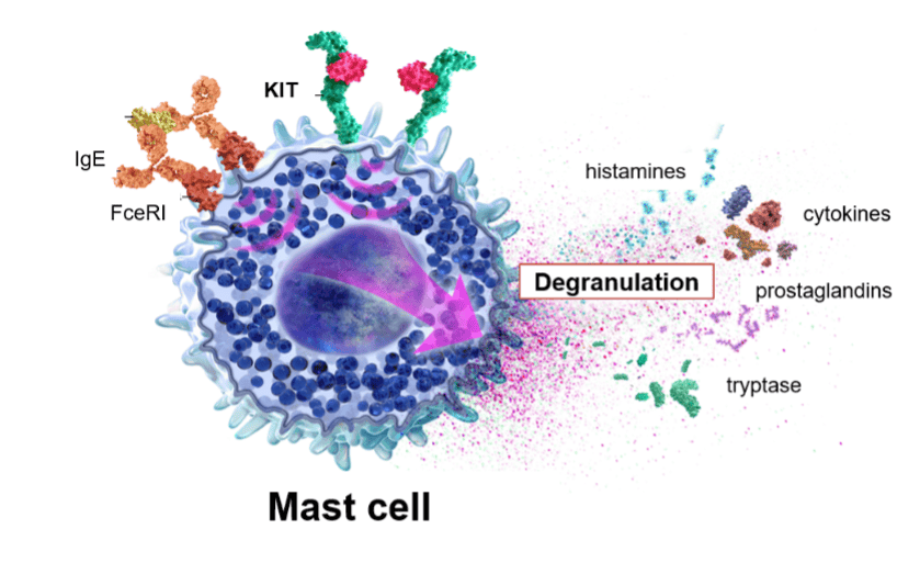 Mast-cell-space